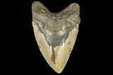 Fossil Megalodon Tooth - Gigantic Shark Tooth #147401-1